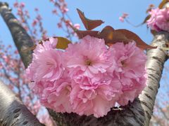 -高东镇樱花园
