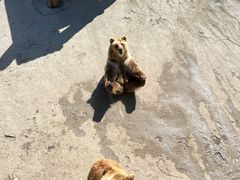 -哈尔滨北方森林动物园