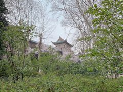 -武汉大学-樱园