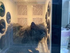 -叮叮猫咪生活馆