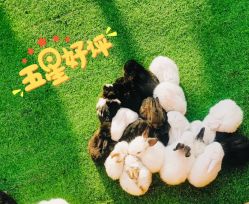 -萌宠亲子动物乐园(槐房万达店)