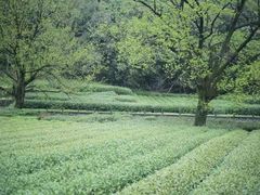 -西湖风景区十里琅珰-五云山