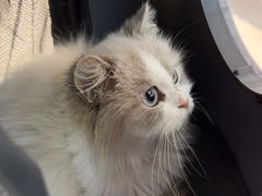 -北京观赏动物医院·24小时大型综合·猫专科·异宠专科