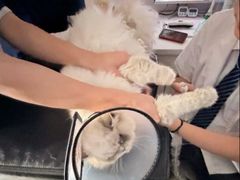 -博特宠物医院24h犬猫全科.骨科·异宠