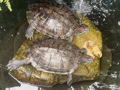 -华园农庄·特色炭烧鸡·北江河鲜