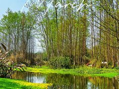 -桤木河湿地公园