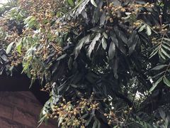 -张坝桂圆林公园