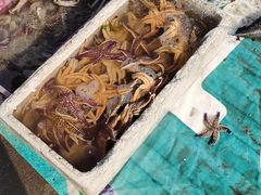 -沙子口大集沙子口海鲜市场