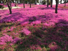 -南通洲际绿博园