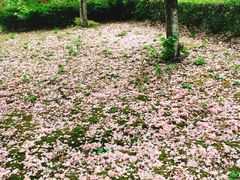 -昆山城市生态森林公园