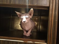 -more than meow吴止猫主题餐厅(承德 中船汇店)