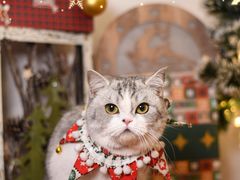 -读宠于你·约克夏比熊·睫角守宫·爬宠售卖(高新店)