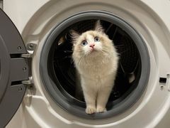 -lincat·猫舍(广州店)
