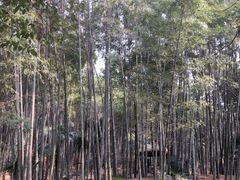-洪湖悦兮半岛国际温泉度假村