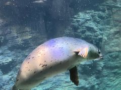 -海合安青岛极地海洋公园