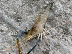 -会江钓鱼钓虾烧烤场