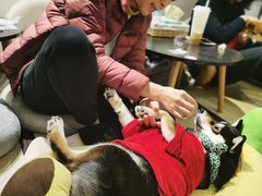 -逗柴咖啡屋·狗咖猫咖宠物桌游