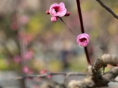 -白塘生态植物园