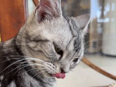 -共舞时光猫咖·狗咖(新街口店)