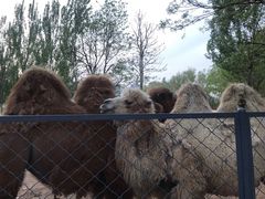 -长白岛森林公园