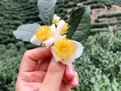 -十八棵（老龙井）御茶园(老龙井店)