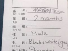 -申普宠物医院·心脏介入·心血管微创(总院)