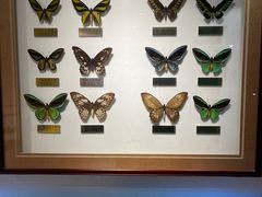 -上海昆虫博物馆