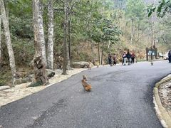 -姑婆山旅游区