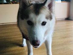 -Husky Go! 哈士奇体验馆·宠物咖啡厅狗咖