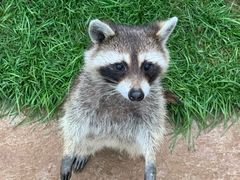 -辛玛王国游乐园