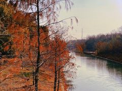 -上海海湾国家森林公园