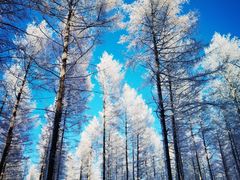 -塞罕坝国家级自然保护区