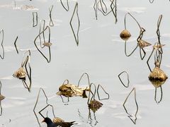 -范蠡湖公园