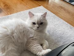 -猫大福·Fortune Cat猫舍(百子湾店)