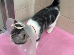 -北京观赏动物医院·24小时大型综合·猫专科·异宠专科