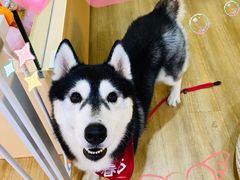 -Husky Go! 哈士奇体验馆·宠物咖啡厅狗咖