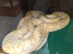 -上海大自然野生昆虫馆