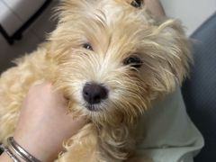 -乐琪宠物医院·犬猫专科·骨外科·急重症