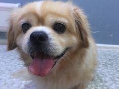 -严国平动物医院(德政总院)