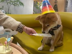 -帕帕拉兹宠物(亚洲旗舰店)