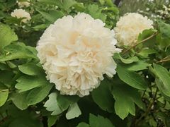 -洛阳市隋唐城遗址植物园