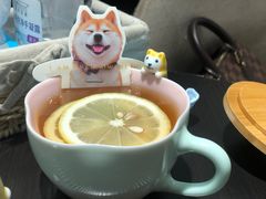 柠檬红茶-逗柴咖啡屋·狗咖猫咖宠物桌游