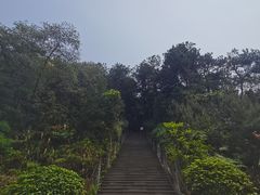 -铁山坪森林公园