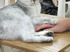 -李小姐の猫咖啡馆(五角场店)