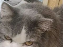 -宠颐生宠物医院·异宠猫科内科·诊疗中心宠巢店
