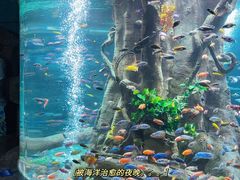 -合肥海洋世界