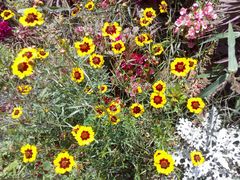 -北纬44度·金珠花海休闲农业旅游景区