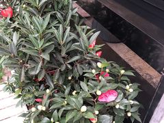 -麦当劳(塔园路店)