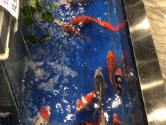 -洞庭家宴·头牌甲鱼(广渠门店)