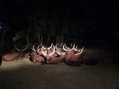 -清迈夜间动物园